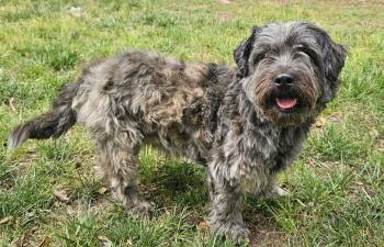 Cairn Terrier Dogs Available for Adoption in Franklin, Tennessee - SANDLER-FOSTER NEEDED! | PetCurious