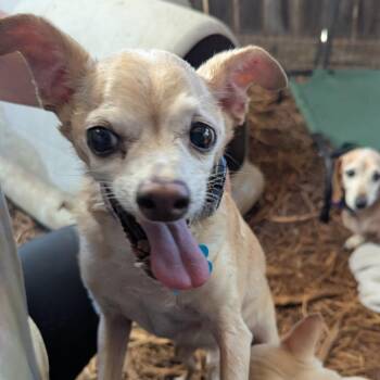 Rue -  Chihuahua Dog for Adoption in Boerne, Texas - Rue | PetCurious