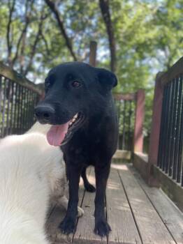 Grey -  German Shepherd Dog Dog for Adoption in Leavenworth, Kansas - Grey | PetCurious