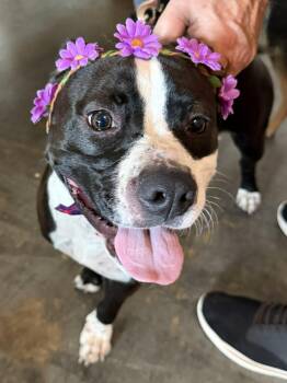 Zuri - AVAILABLE TO FOSTER OR ADOPT -  Boxer Dog for Adoption in Clayton, North Carolina - Zuri - AVAILABLE TO FOSTER OR ADOPT | PetCurious