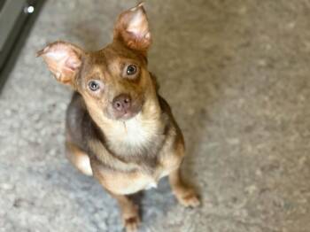 Bram -  Chihuahua Dog for Adoption in Winter Garden, Florida - Bram | PetCurious
