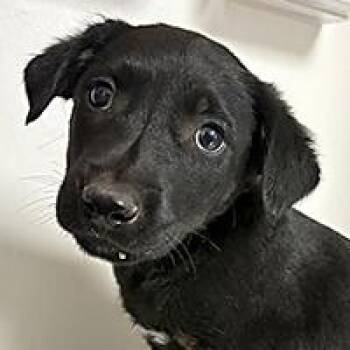 Sirius - URGENT -  Belgian Shepherd Malinois Dog for Adoption in Thousand Oaks, California - Sirius - URGENT | PetCurious