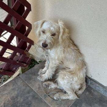 Wero -  Terrier and Miniature Schnauzer Dog for Adoption in Houston, Texas - Wero | PetCurious