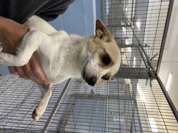 Chihuahua Dogs Available for Adoption in Winnabow, North Carolina - Lina | PetCurious