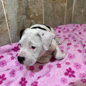 Mixed Breed Dogs Available for Adoption - Cowboy | PetCurious