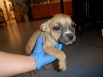 Pit Bull Terrier Dogs Available for Adoption in San Jose, California - A1408002 | PetCurious
