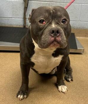 Pumbaa -  Mixed Breed Dog for Adoption in Chamblee, Georgia - Pumbaa | PetCurious