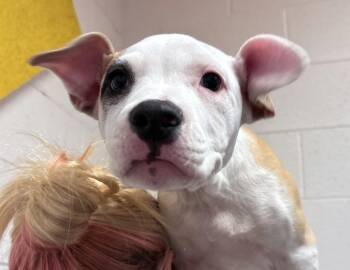 Billy -  Pit Bull Terrier Dog for Adoption in Columbus, Indiana - Billy | PetCurious
