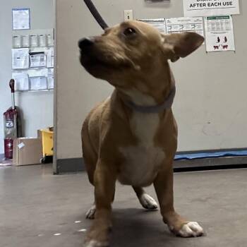 corndog -  Chihuahua and Mixed Breed Dog for Adoption in Yuma, Arizona - Corndog | PetCurious