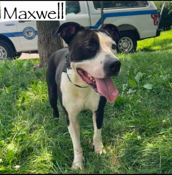 Maxwell -  Pit Bull Terrier Dog for Adoption in Springfield, Illinois - Maxwell | PetCurious
