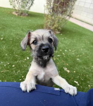 Mothman -  Pug and Schnauzer Dog for Adoption in Phoenix, Arizona - Mothman | PetCurious
