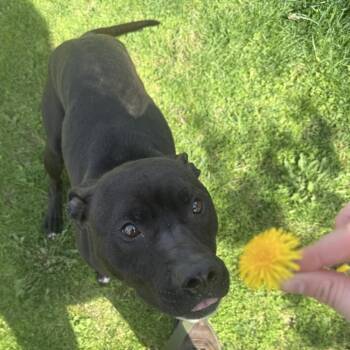 Mixed Breed Dogs Available for Adoption - Dollop | PetCurious