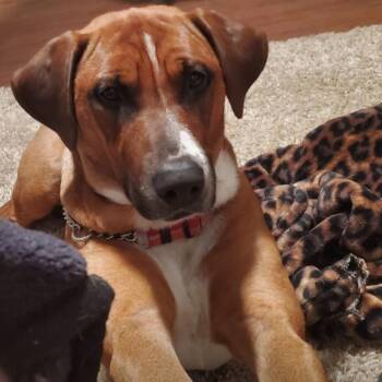 Tesla -  Mixed Breed Dog for Adoption in Fort Bragg, California - Tesla | PetCurious