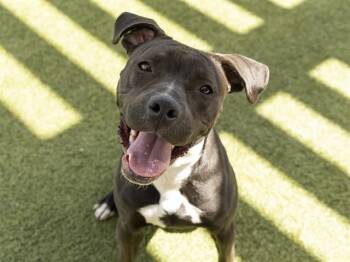 Pit Bull Terrier Dogs Available for Adoption in Phoenix, Arizona - CHICKPEA | PetCurious