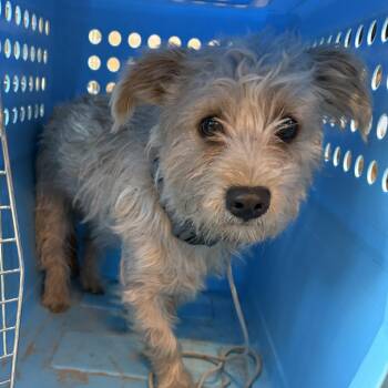 Keystone aka Stoney -  Wirehaired Terrier Dog for Adoption in Las Vegas, Nevada - Keystone Aka Stoney | PetCurious