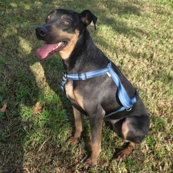 Sadie -  Doberman Pinscher and Labrador Retriever Dog for Adoption in San Jacinto, California - Sadie | PetCurious