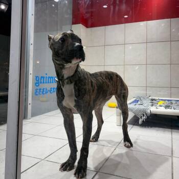 Pit Bull Terrier Dogs Available for Adoption - Racket | PetCurious