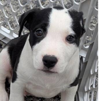 Rescue Australian Shepherd Dogs for Adoption in Hollister, Missouri - Abe | PetCurious