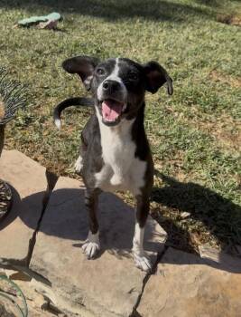 Chihuahua Dogs Available for Adoption - Pebe | PetCurious