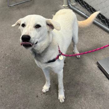 107555 -  Mixed Breed Dog for Adoption in Las Cruces, New Mexico - 107555 | PetCurious
