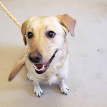 Mixed Breed Dogs Available for Adoption in Fairport, New York - Bernice | PetCurious