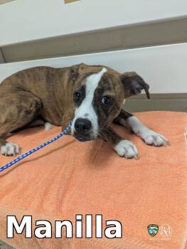 Manilla -  Boxer Dog for Adoption in Rocky Mount, North Carolina - Manilla | PetCurious