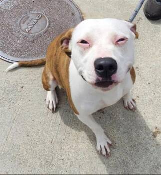 SABRINA -  Pit Bull Terrier Dog for Adoption in Dayton, Ohio - SABRINA | PetCurious