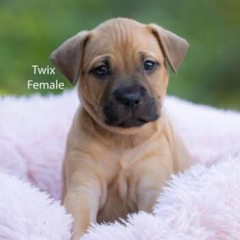 Twix -  American Bully Dog for Adoption in Pawleys Island, South Carolina - Twix | PetCurious