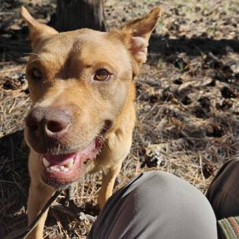 Rescue Cattle Dog and Mixed Breed Dogs for Adoption in Flagstaff, Arizona - Hopper | PetCurious