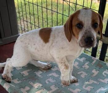 Dottie Rae -  Mixed Breed Dog for Adoption in Dallas, Texas - Dottie Rae | PetCurious