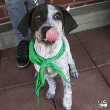 Australian Cattle Dog Blue Heeler and Hound Dogs Available for Adoption in Washington, District Of Columbia - Miss Rosie | PetCurious