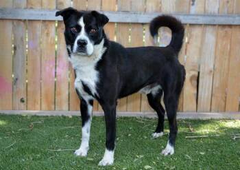 BINGO-BANGO -  Siberian Husky and Mixed Breed Dog for Adoption in West Valley City, Utah - BINGO-BANGO | PetCurious