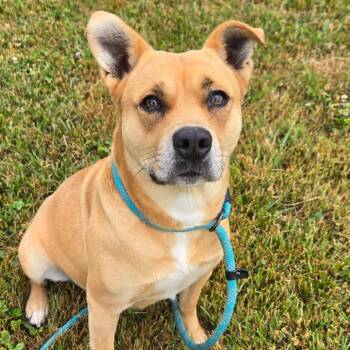 Precious -  Mixed Breed Dog Available for Adoption in Hendersonville, North Carolina - Precious | PetCurious