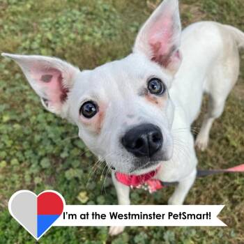 Diva -  Chihuahua Dog for Adoption in Fort Collins, Colorado - Diva | PetCurious