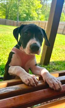 Raina - stormie litter -  American Staffordshire Terrier Dog for Adoption in Holly Springs, North Carolina - Raina - Stormie Litter | PetCurious