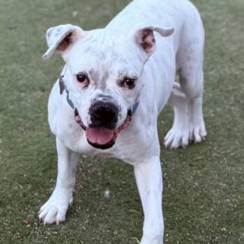 Joy -  Boxer Dog for Adoption in San Diego, California - Joy | PetCurious