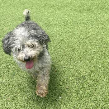Percy Pickles 5845 -  Miniature Poodle Dog for Adoption in Loxahatchee Groves, Florida - Percy Pickles 5845 | PetCurious