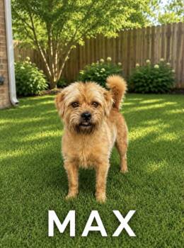 Shih Tzu Dogs Available for Adoption in Lucas, Texas - Max Shih Tzu | PetCurious