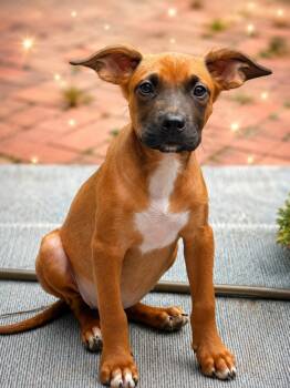 Willa -  Shepherd Dog for Adoption in Long Beach, New York - Willa | PetCurious