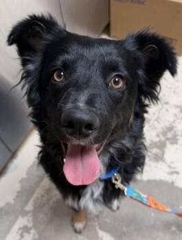 Border Collie Dogs Available for Adoption in Fort Collins, Colorado - Paul | PetCurious