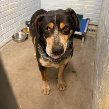 Catan L-7-26 -  Hound Dog for Adoption in Watertown, New York - Catan L-7-26 | PetCurious