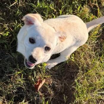 Rosier -  Mixed Breed and Jack Russell Terrier Dog for Adoption in Fredericksburg, Virginia - Rosier | PetCurious