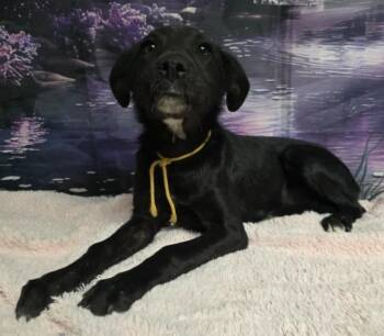 Labrador Retriever and Beagle Dogs Available for Adoption - Cracker | PetCurious