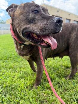 Roxy -  Terrier and Mixed Breed Dog for Adoption in Pomona, New York - Roxy | PetCurious