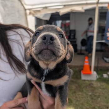 Peach -  Mixed Breed Dog Available for Adoption in West Plains, Missouri - Peach | PetCurious