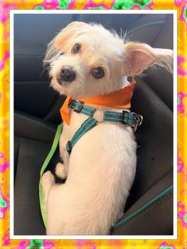 Grover - Oklahoma -  Bichon Frise and Terrier Dog for Adoption in Tulsa, Oklahoma - Grover - Oklahoma | PetCurious