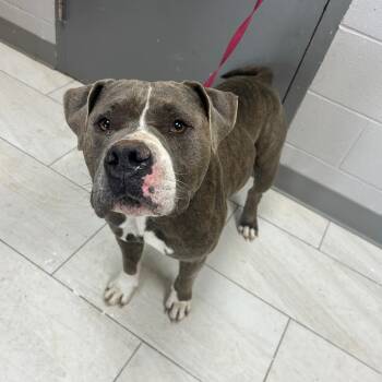 Pit Bull Terrier Dogs Available for Adoption - Meatball | PetCurious