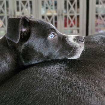 American Staffordshire Terrier and Border Collie Dogs Available for Adoption in Concord, North Carolina - Pepito | PetCurious