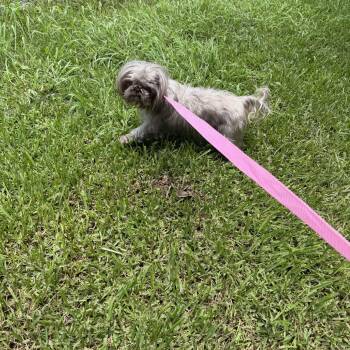 Electra -  Shih Tzu Dog for Adoption in Louise, Texas - Electra | PetCurious