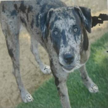 Standard Poodle and Labrador Retriever Dogs Available for Adoption in Daytona Beach, Florida - Krystal - 1 | PetCurious